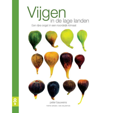 Vijgen in de lage landen